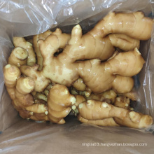 CHINA FRESH GINGER NEWS CROPS FRESH YOUNG GINGER